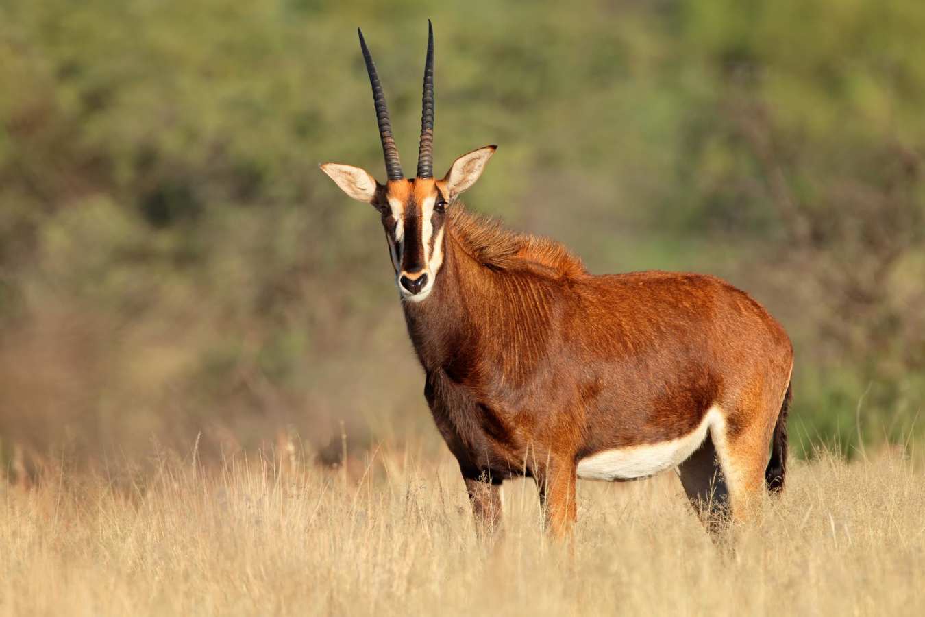 Sable antelope
