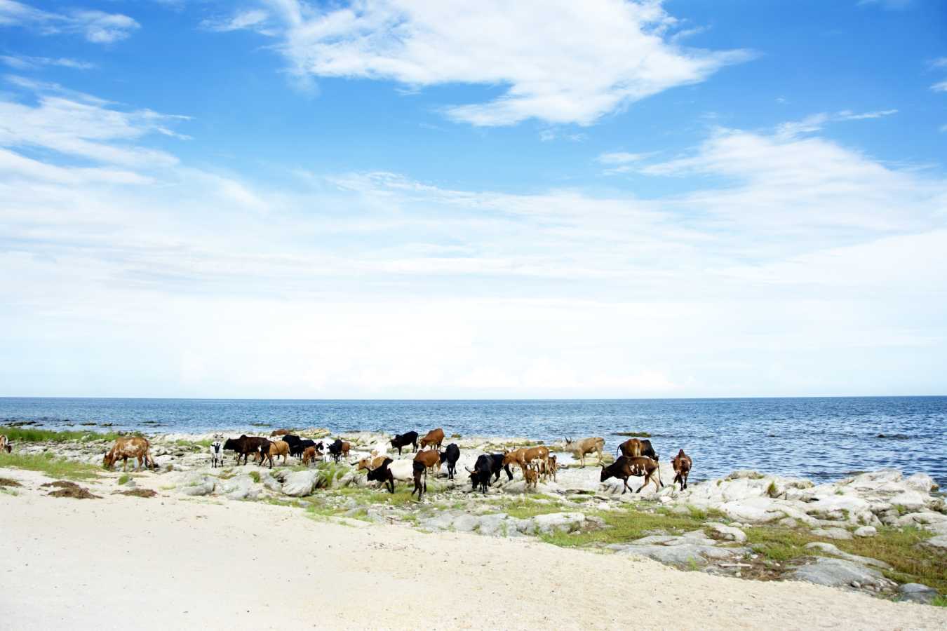 Cows on beach - Lake Malawi
