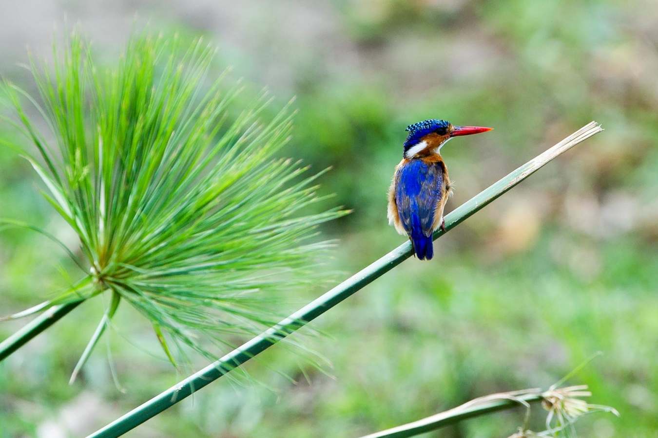 Malachite Kingfisher at Majete