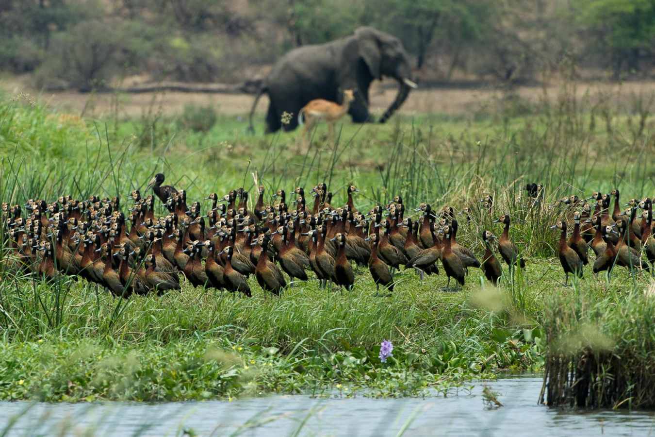 White faced ducks at Majete