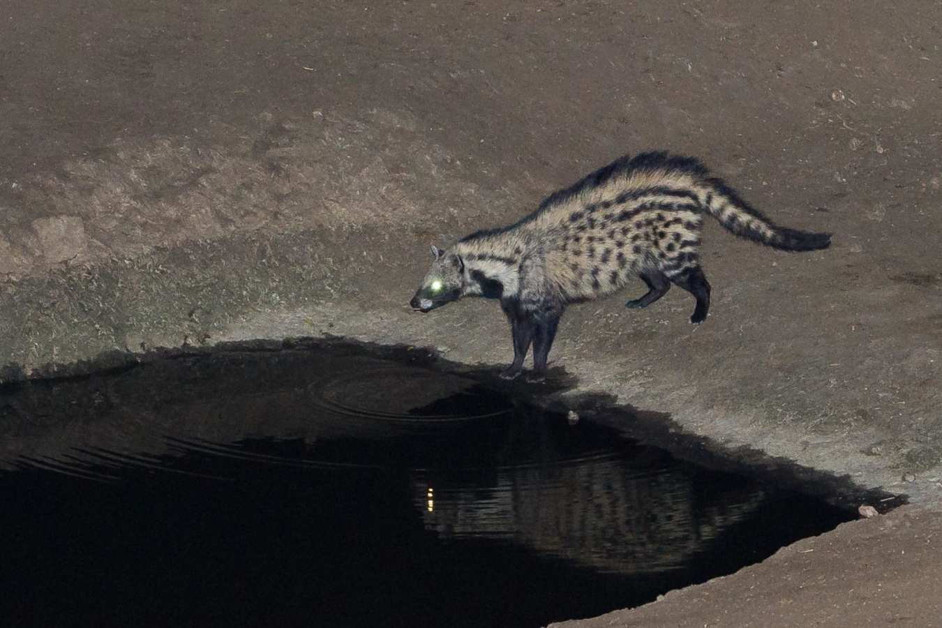 Waterhole visitor at Majete