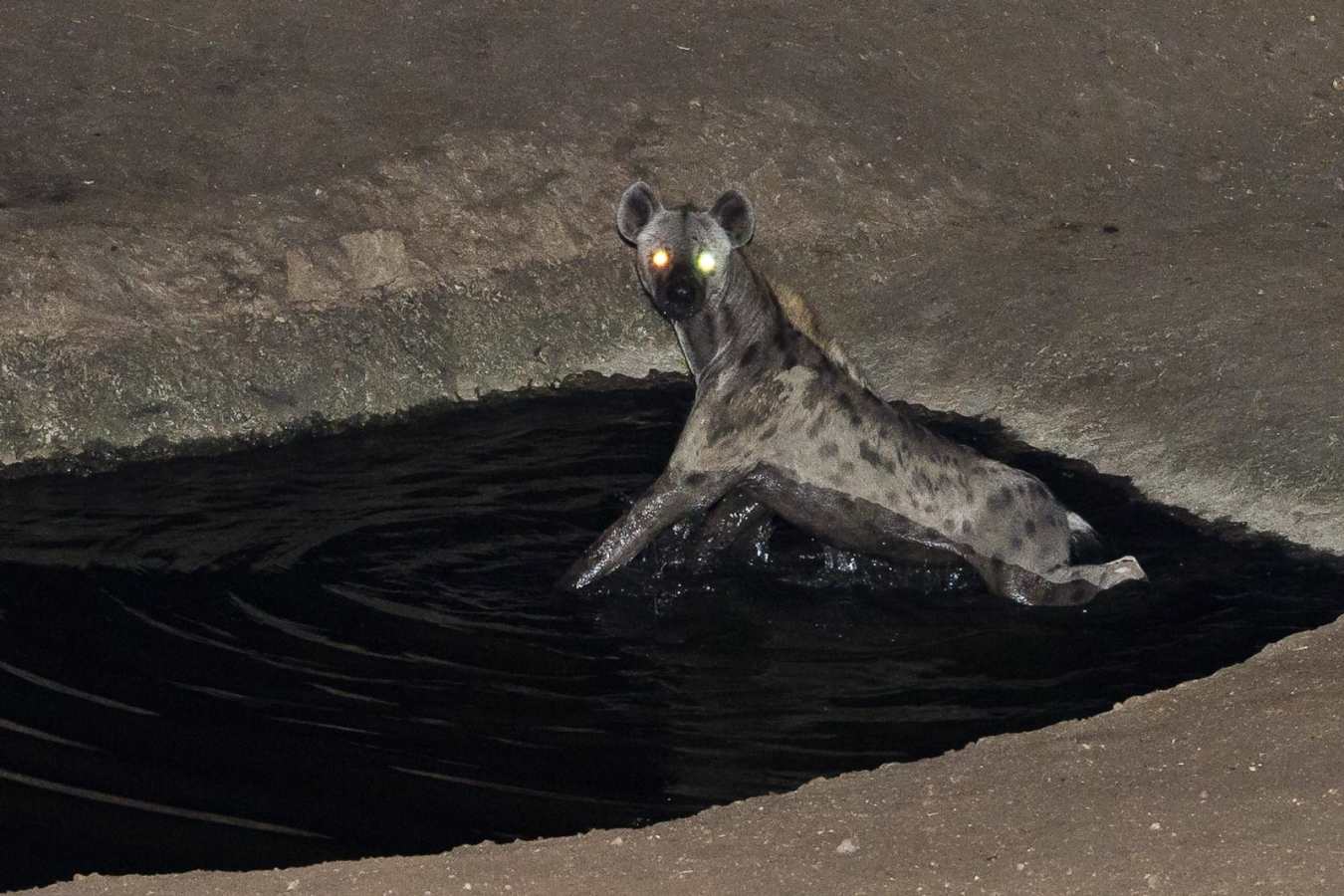Hyena at the waterhole