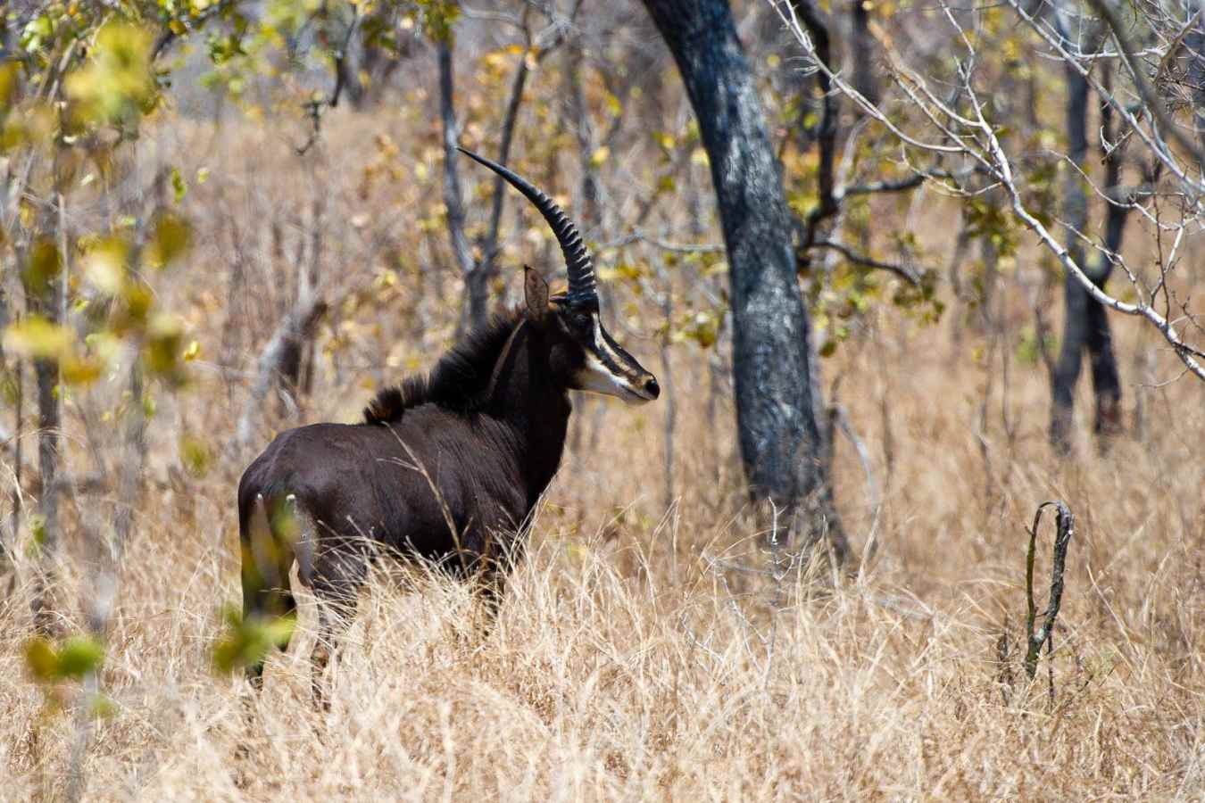 Majete's majestic sable