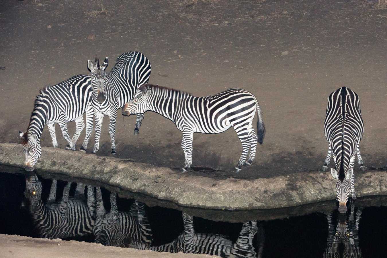 Zebra at the waterhole by night