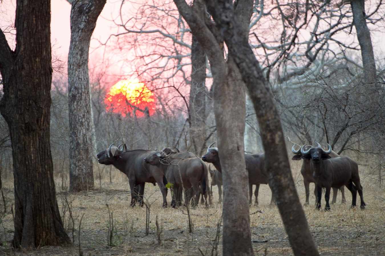 Buffalo at Majete