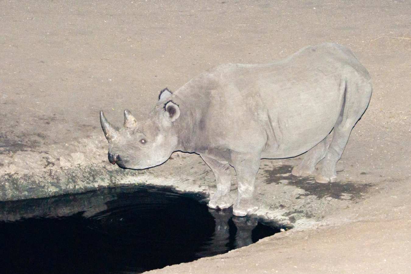 Black rhino at Majete waterhole