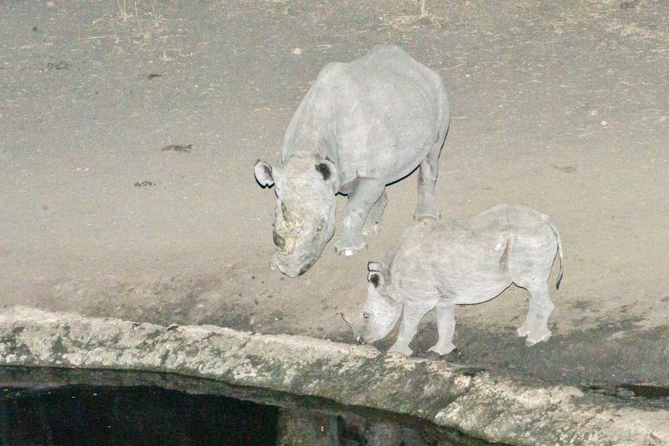 Rhino and baby at Majete waterhole