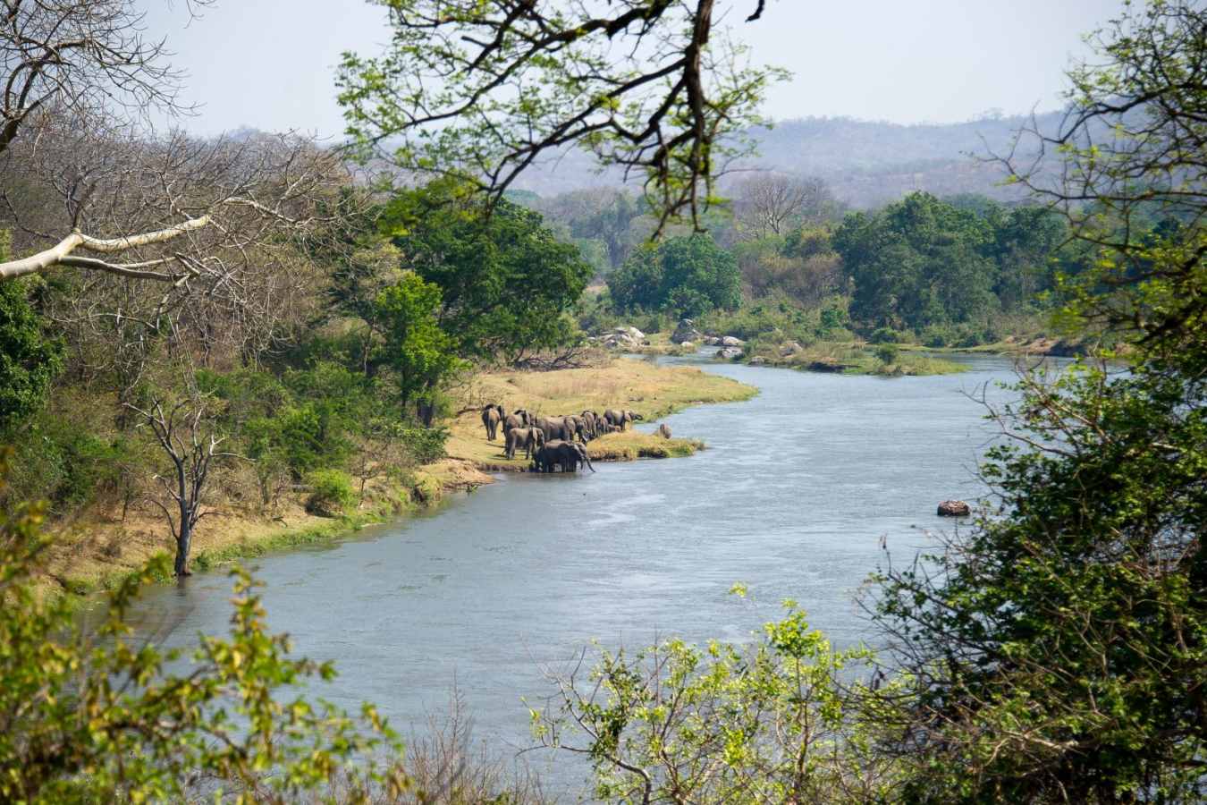 Elephant family by the Shire River