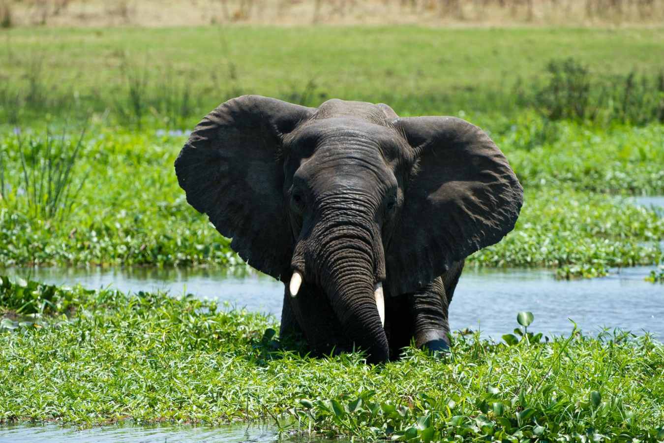 Bull elephant at Majete