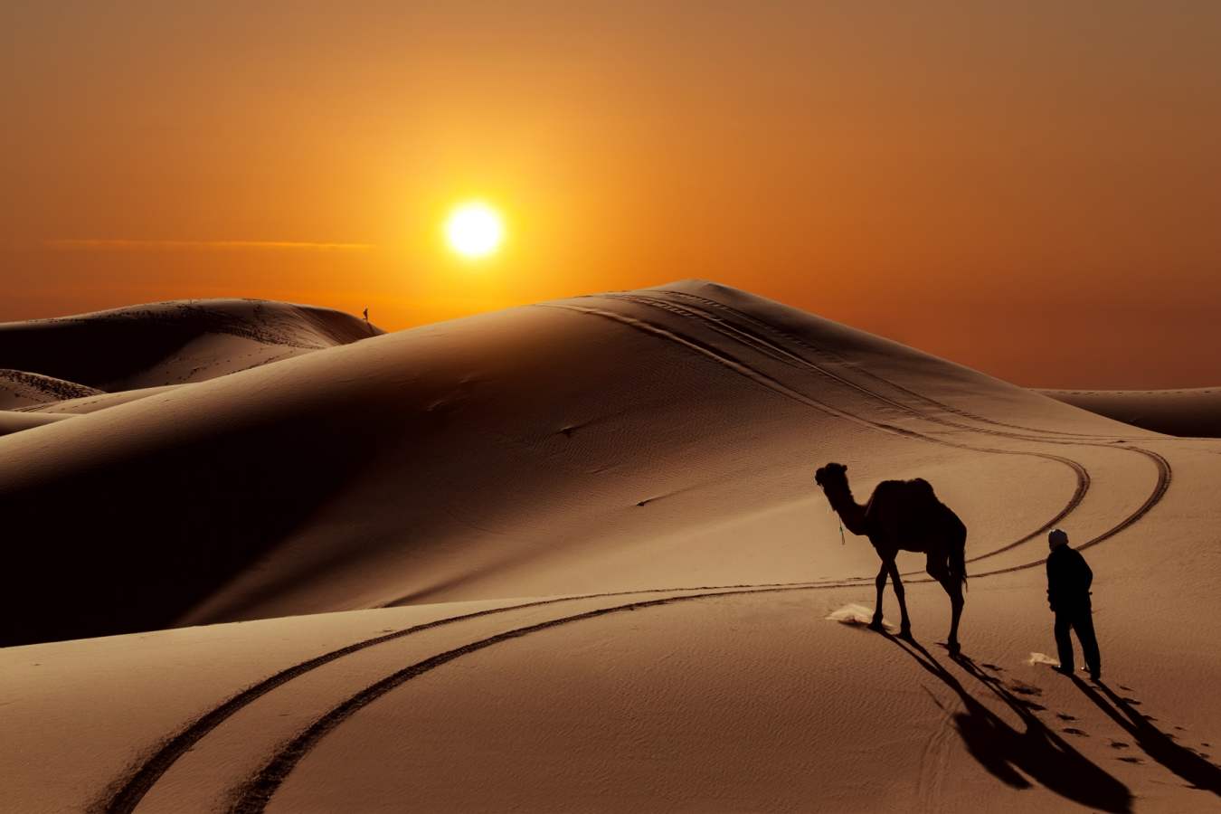 Camel at sunset - Moroccan desert