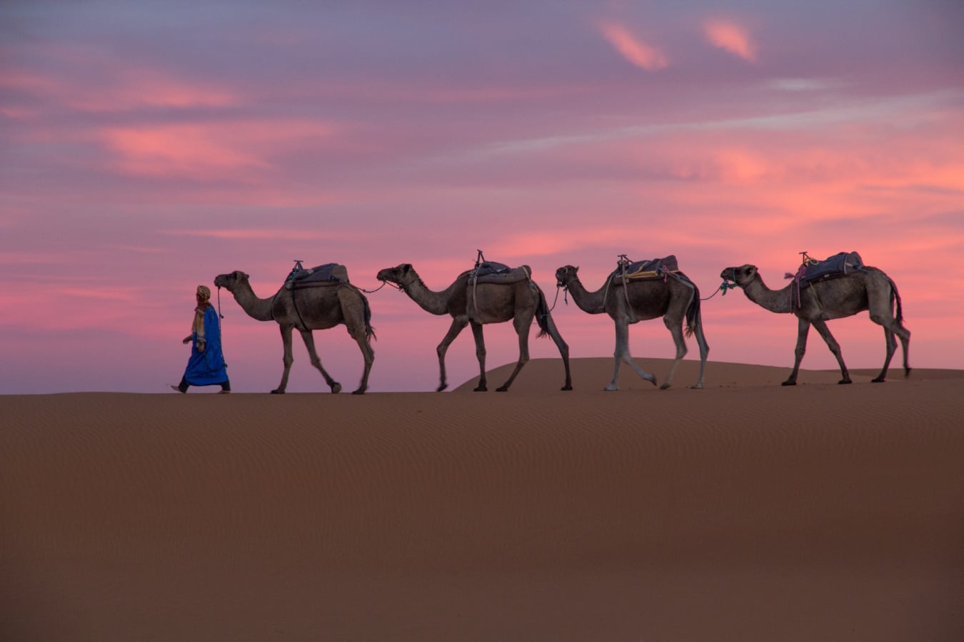 Camels at sunset - Moroccan desert
