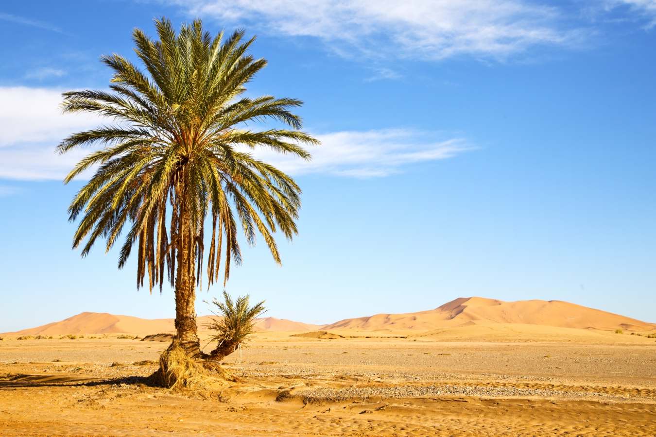 Palm tree - Moroccan desert