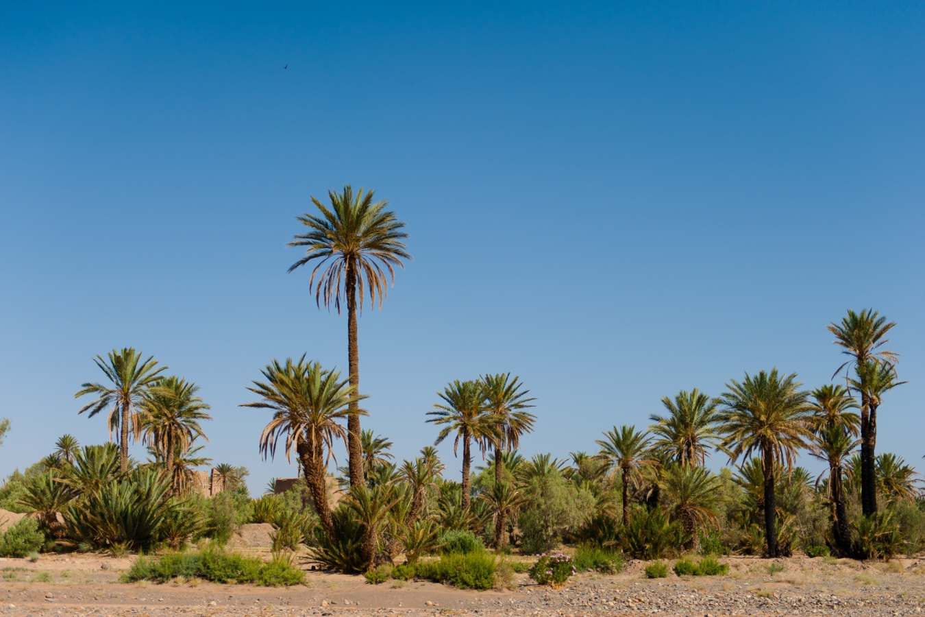 Palmeraie - Skoura