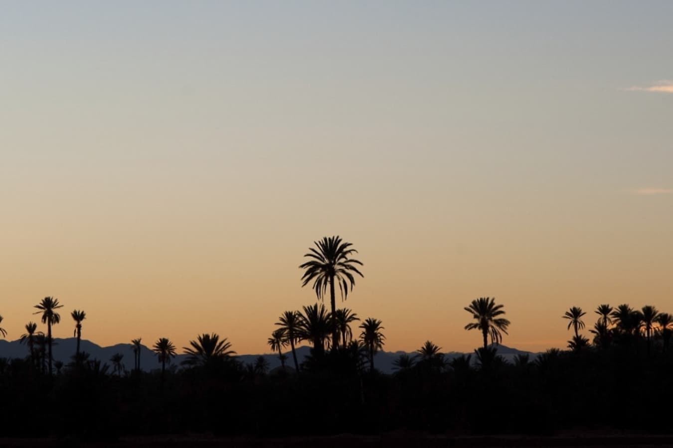 Palmeraie at sunset - Skoura