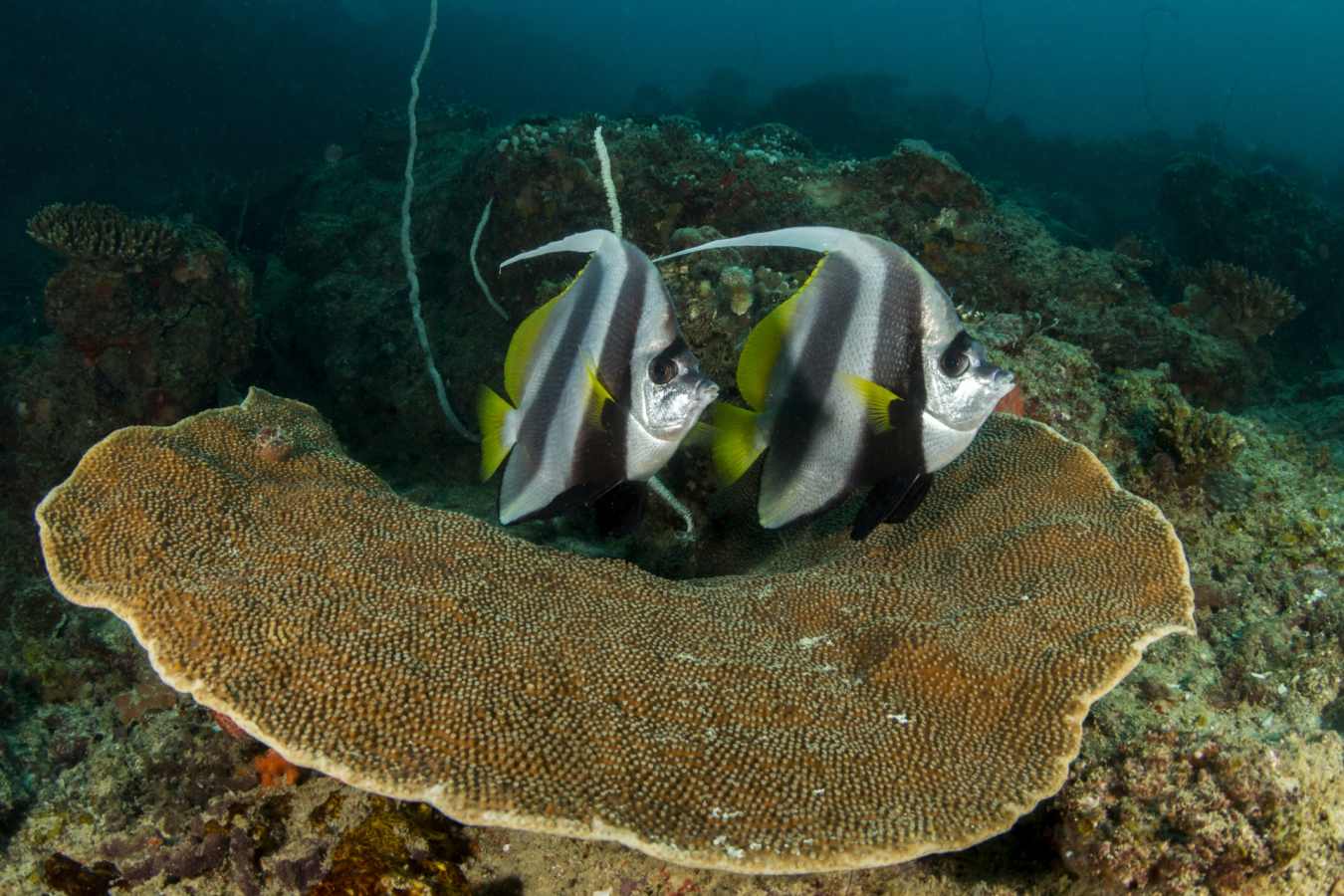 Diving in Mozambique - Mozambique
