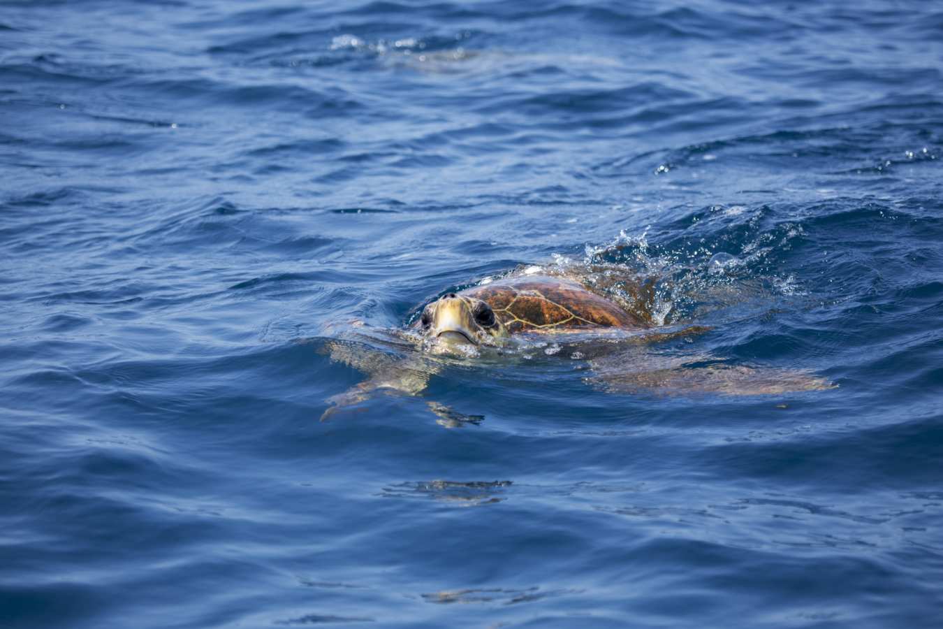 Turtle - Mozambique