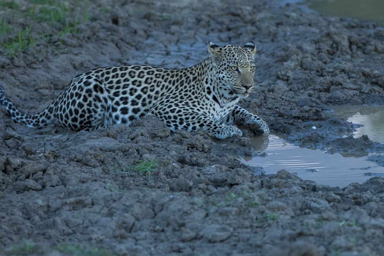 Leopard at Okonjima