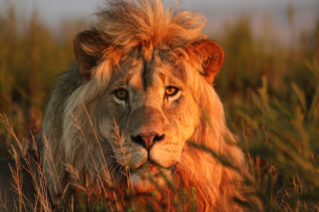 Lion - Garden Route