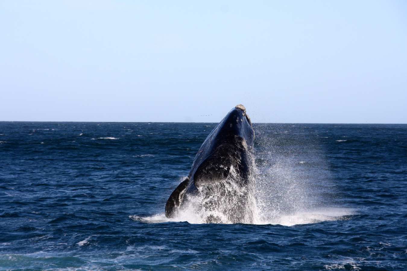 Whale - Garden Route