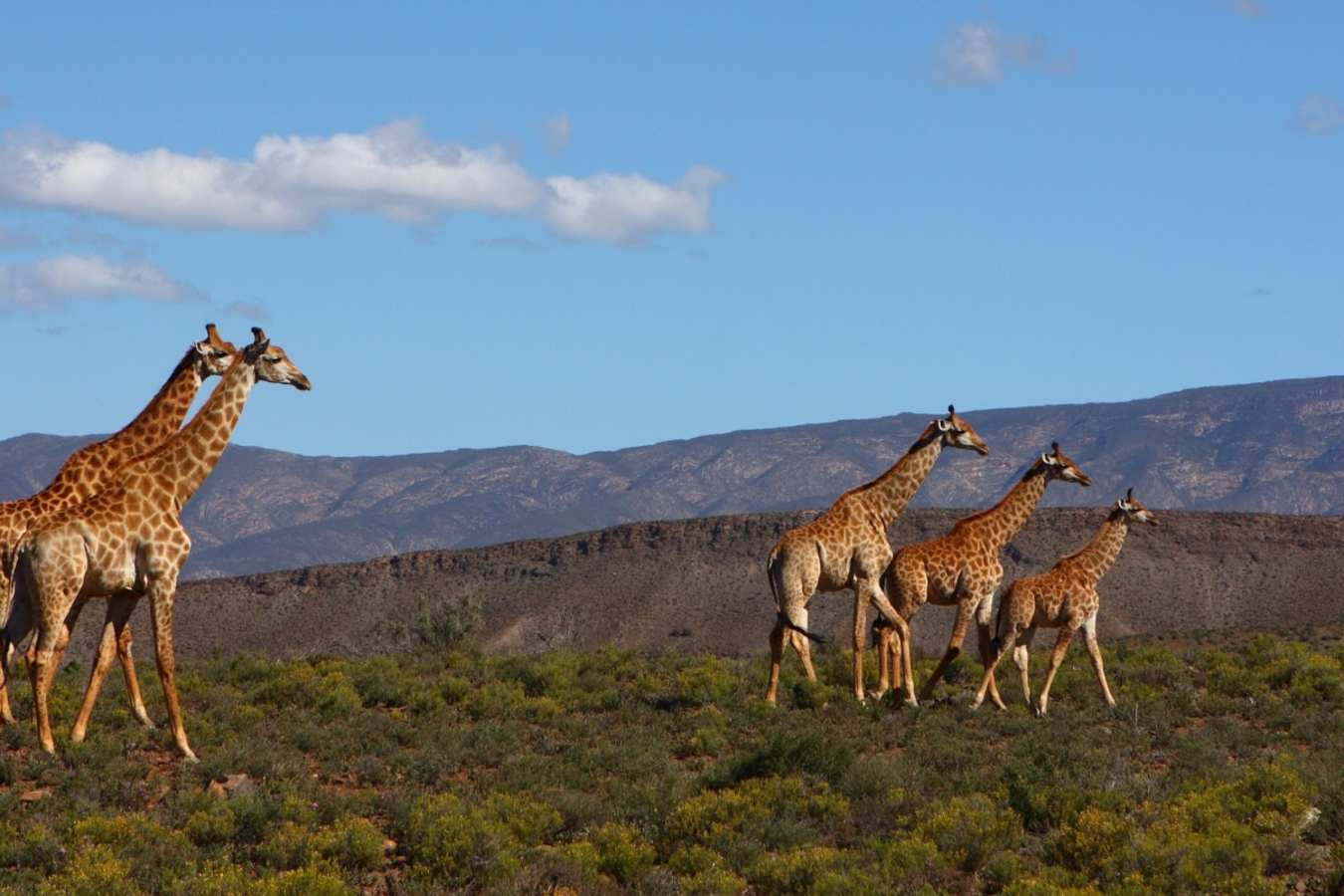 Giraffe - Garden Route