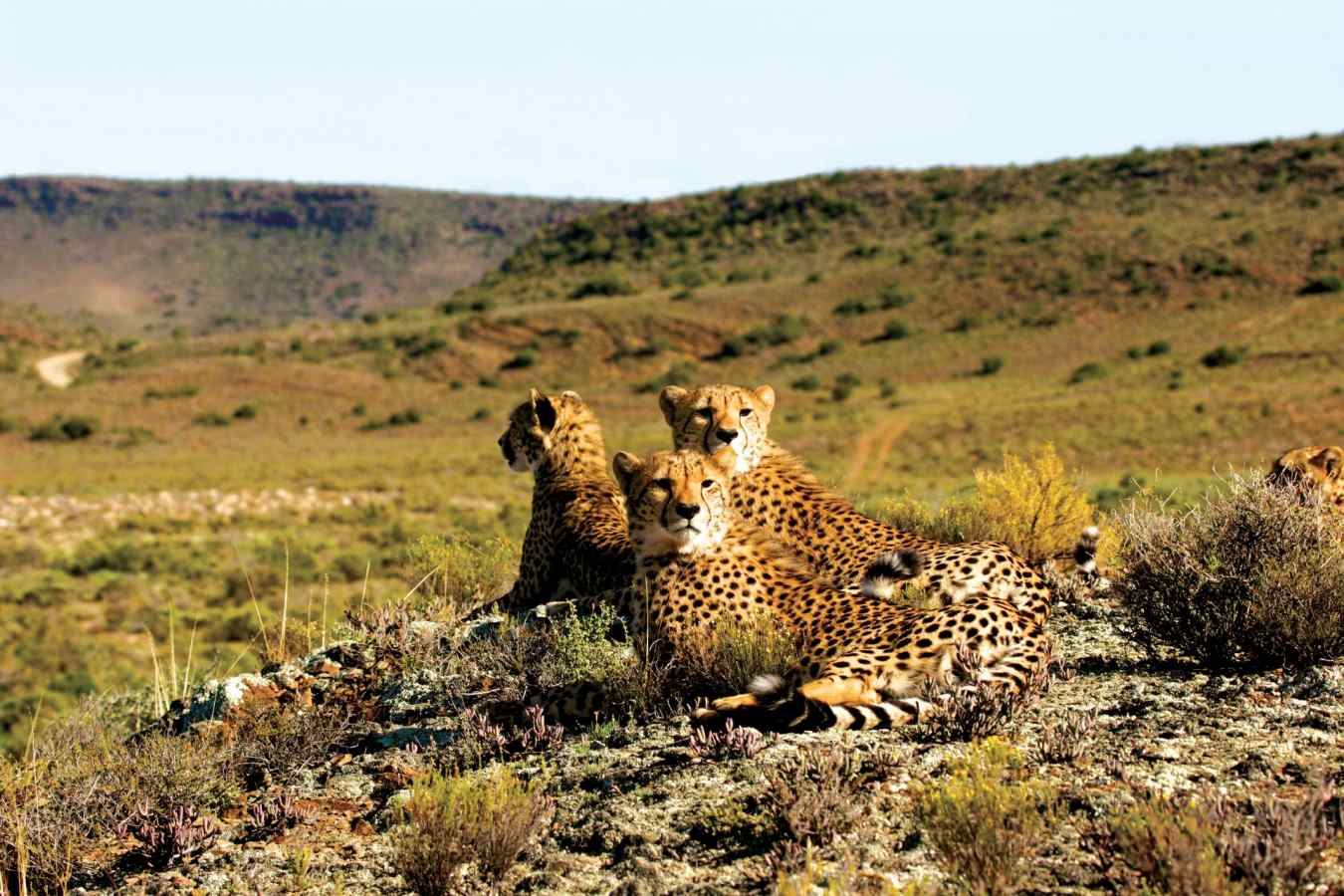 Cheetah - Garden Route