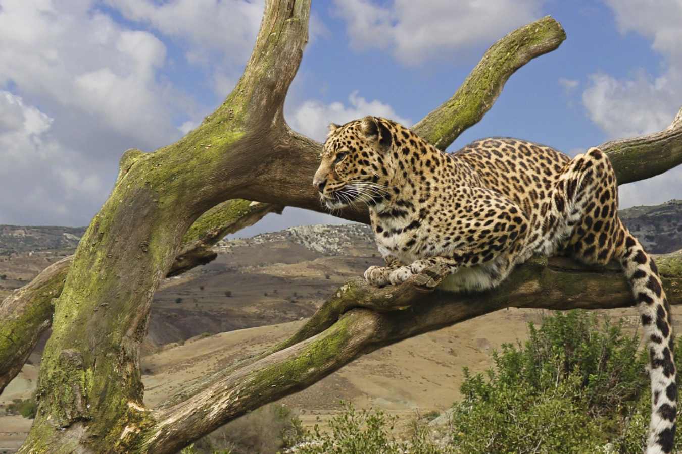 Leopard - Kilimanjaro