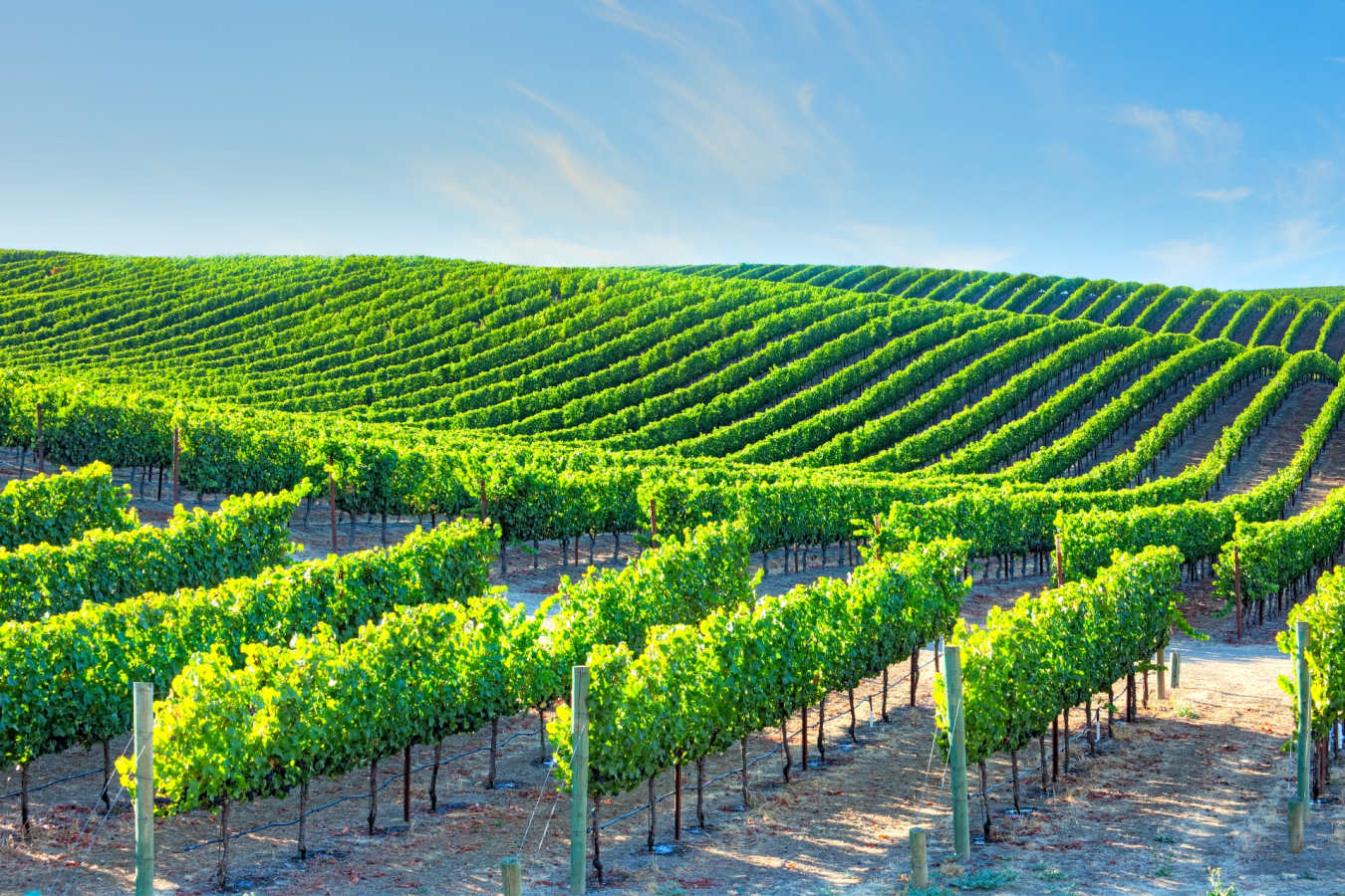 Napa Valley - California