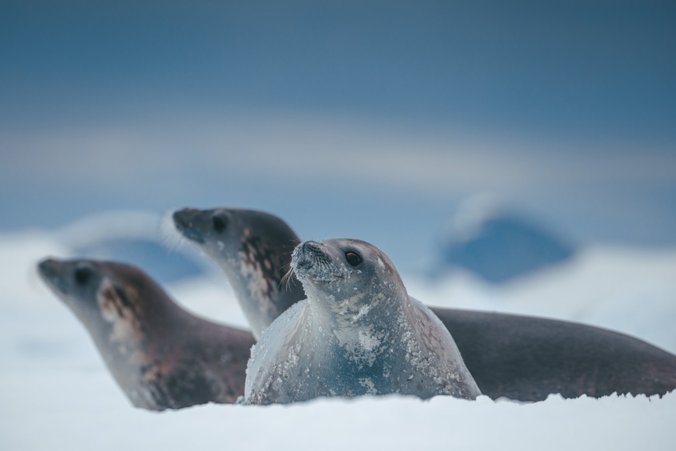 Crab eater seals