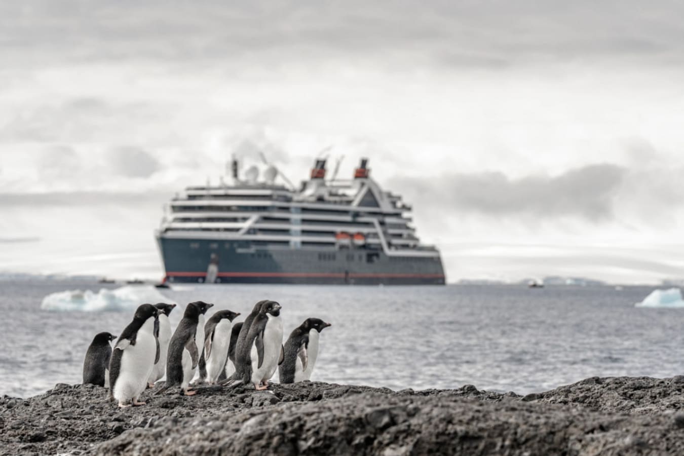 Venture Penguin