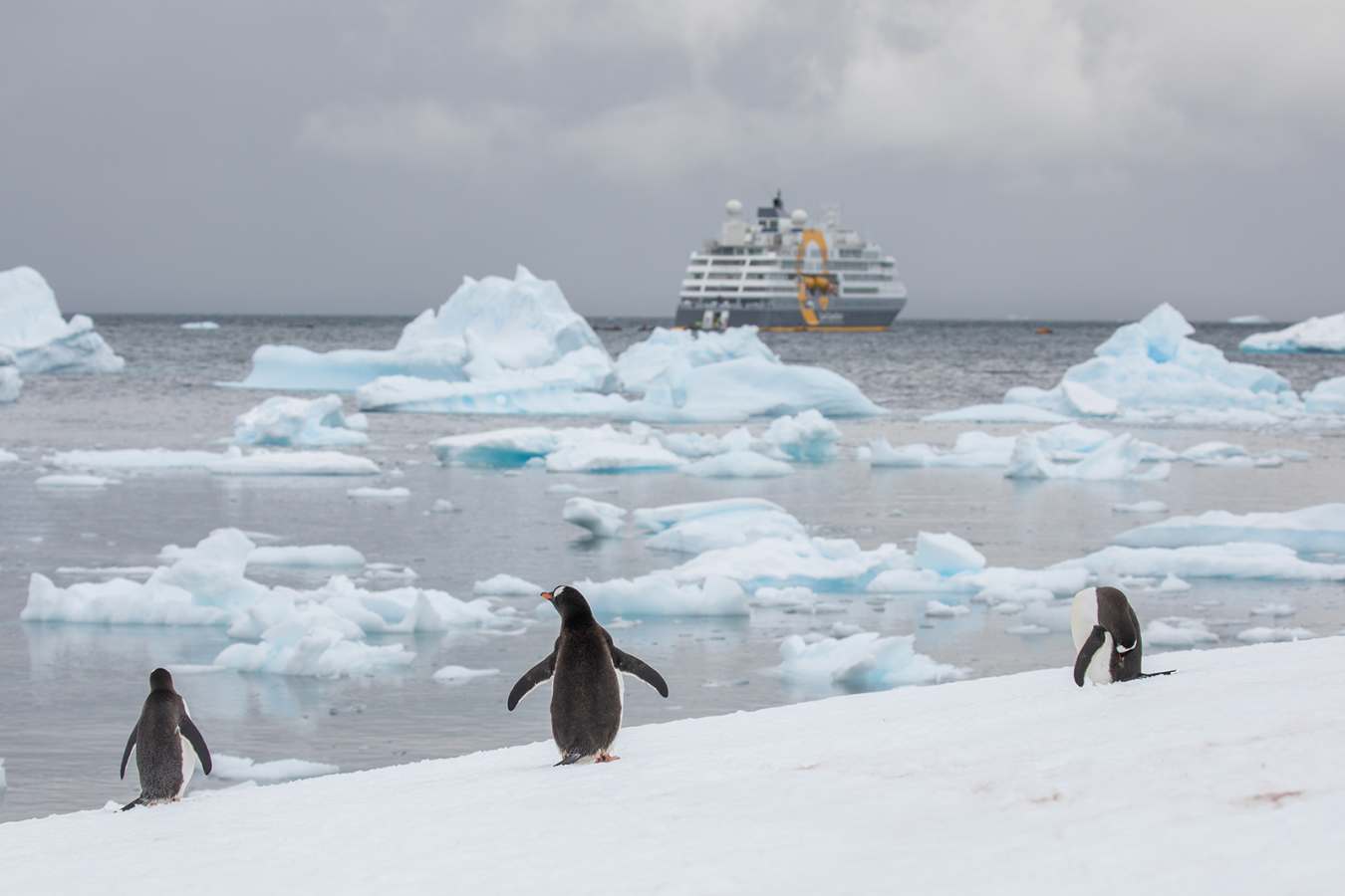 Penguins