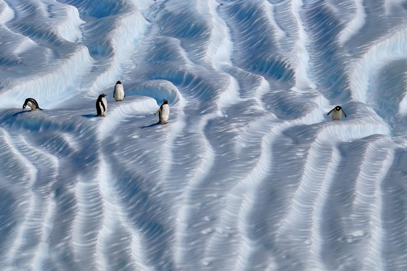 Gentoo Penguins on Ice 