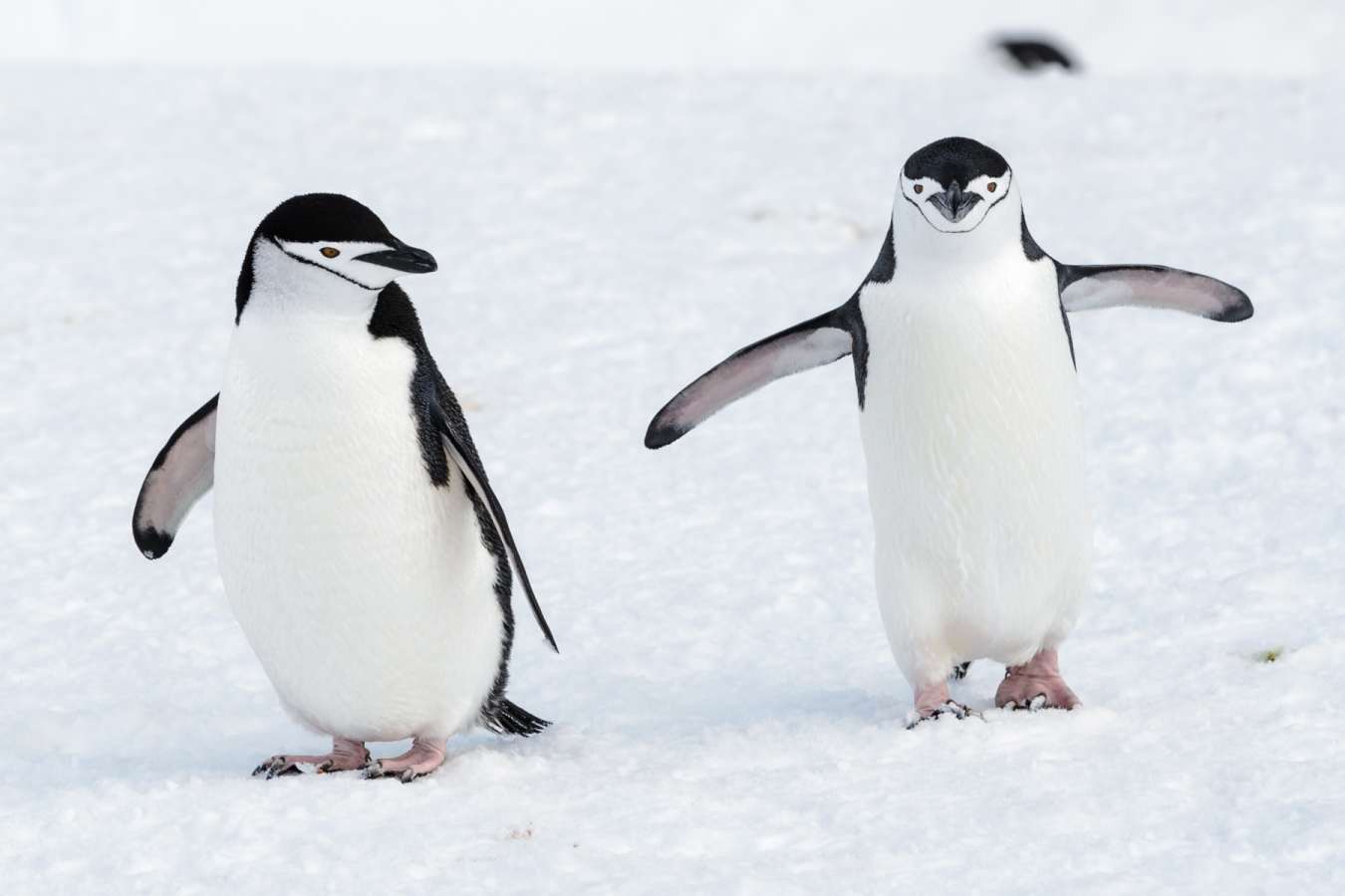 Chin Strap Penguins 