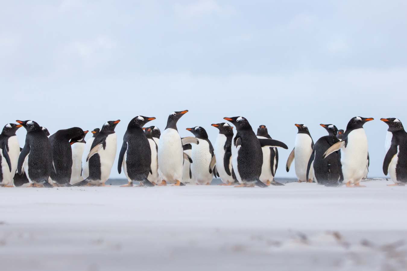 Gentoo Penguins 