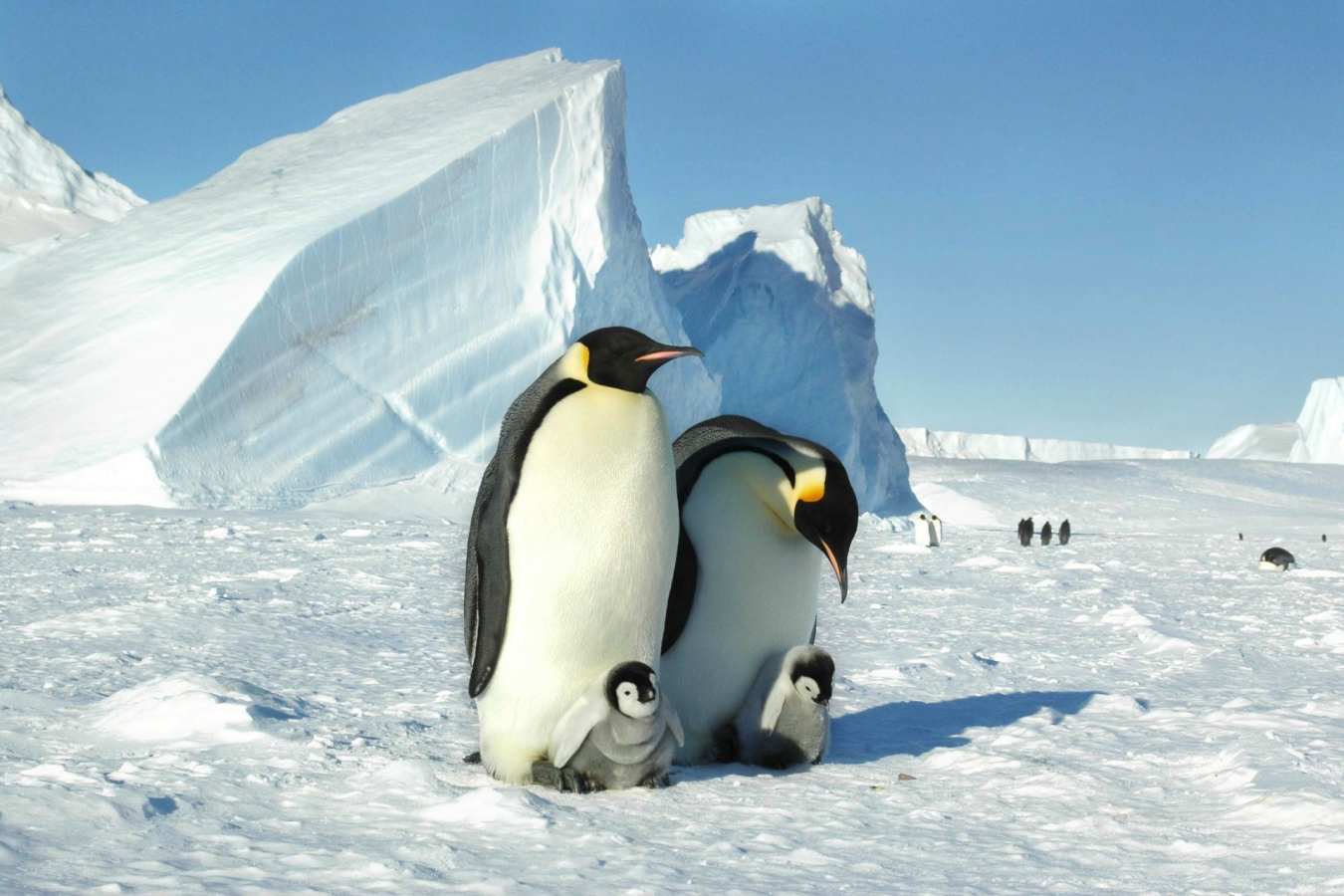 Protective parents