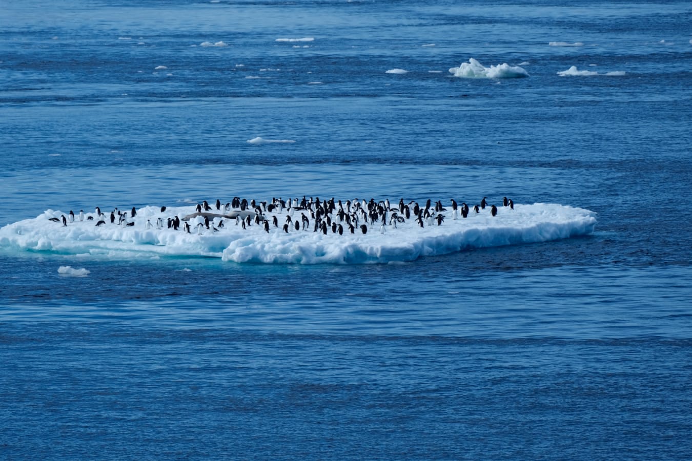 Penguins on an Iceberg 