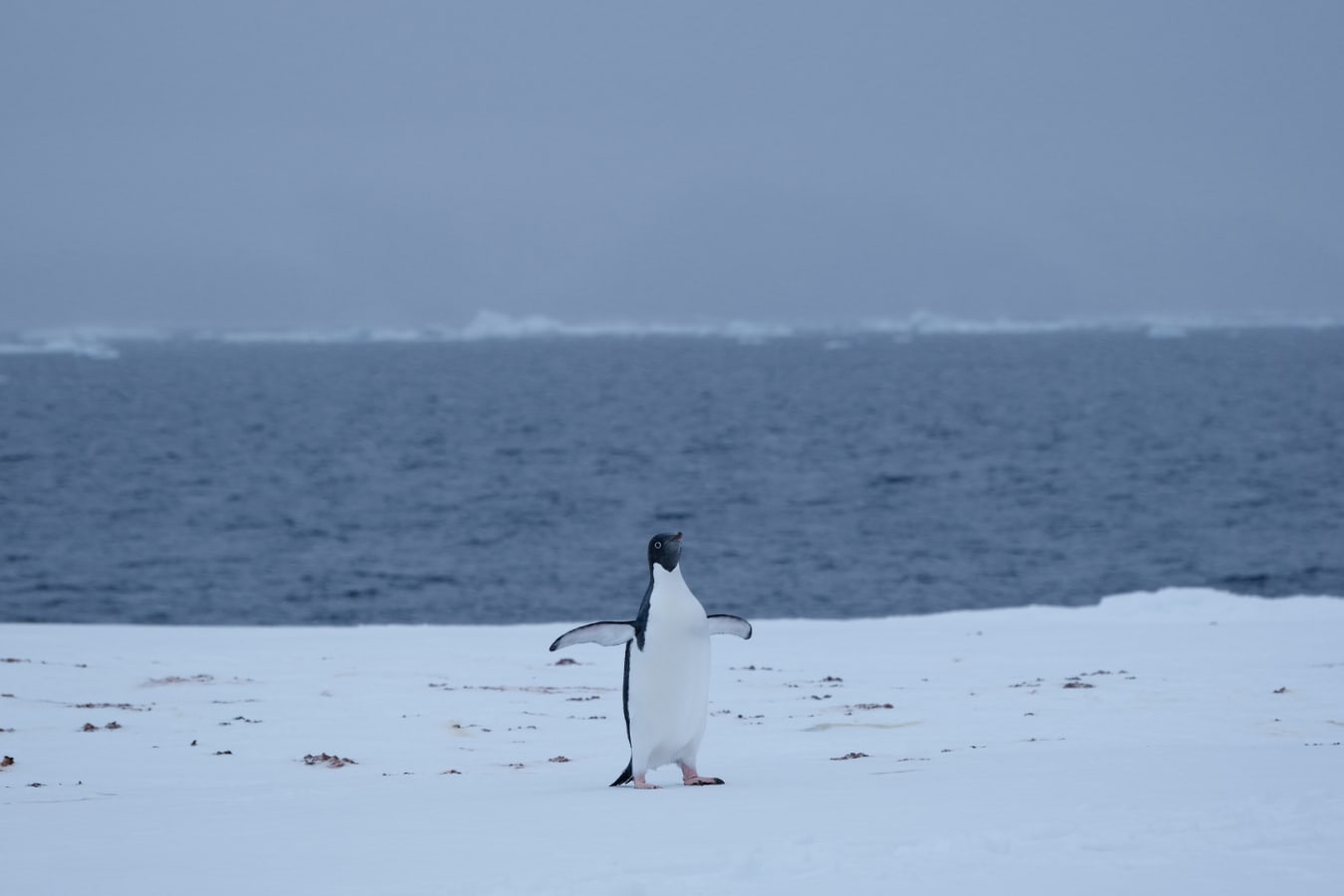 Penguin on ice floe 