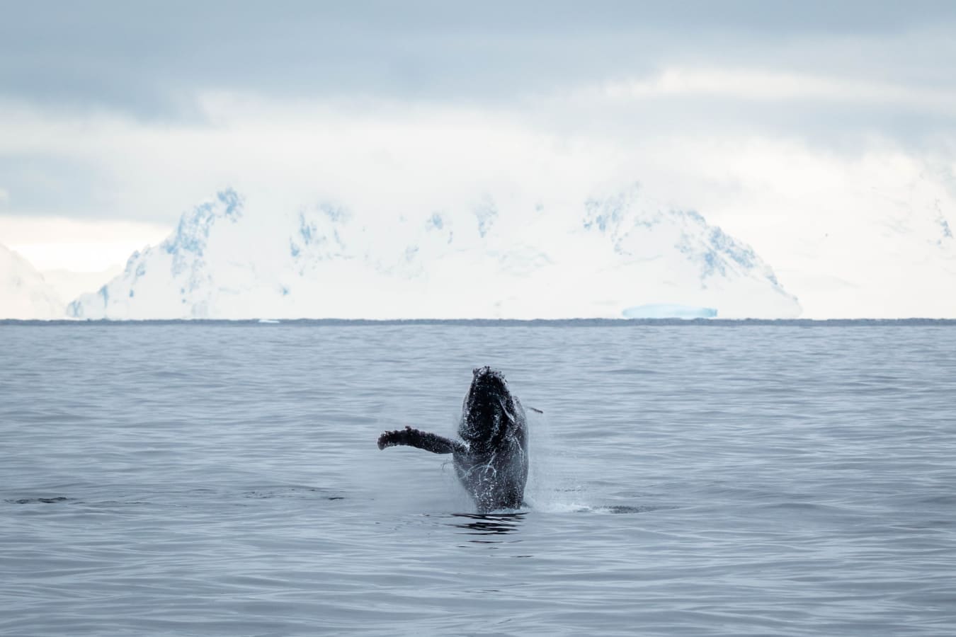 Humpback Whale Breaching 