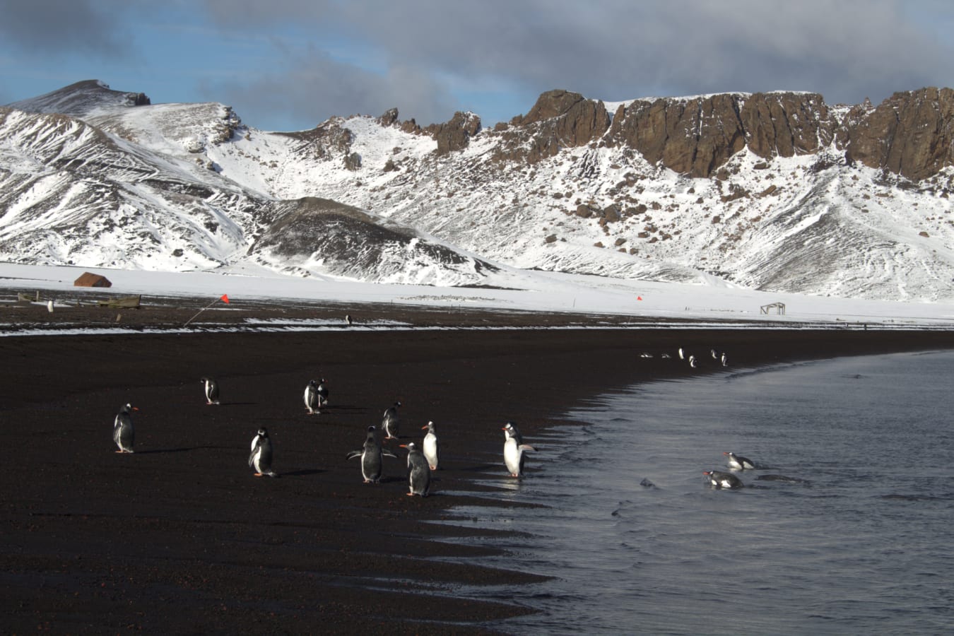 Penguins at DEception Island 