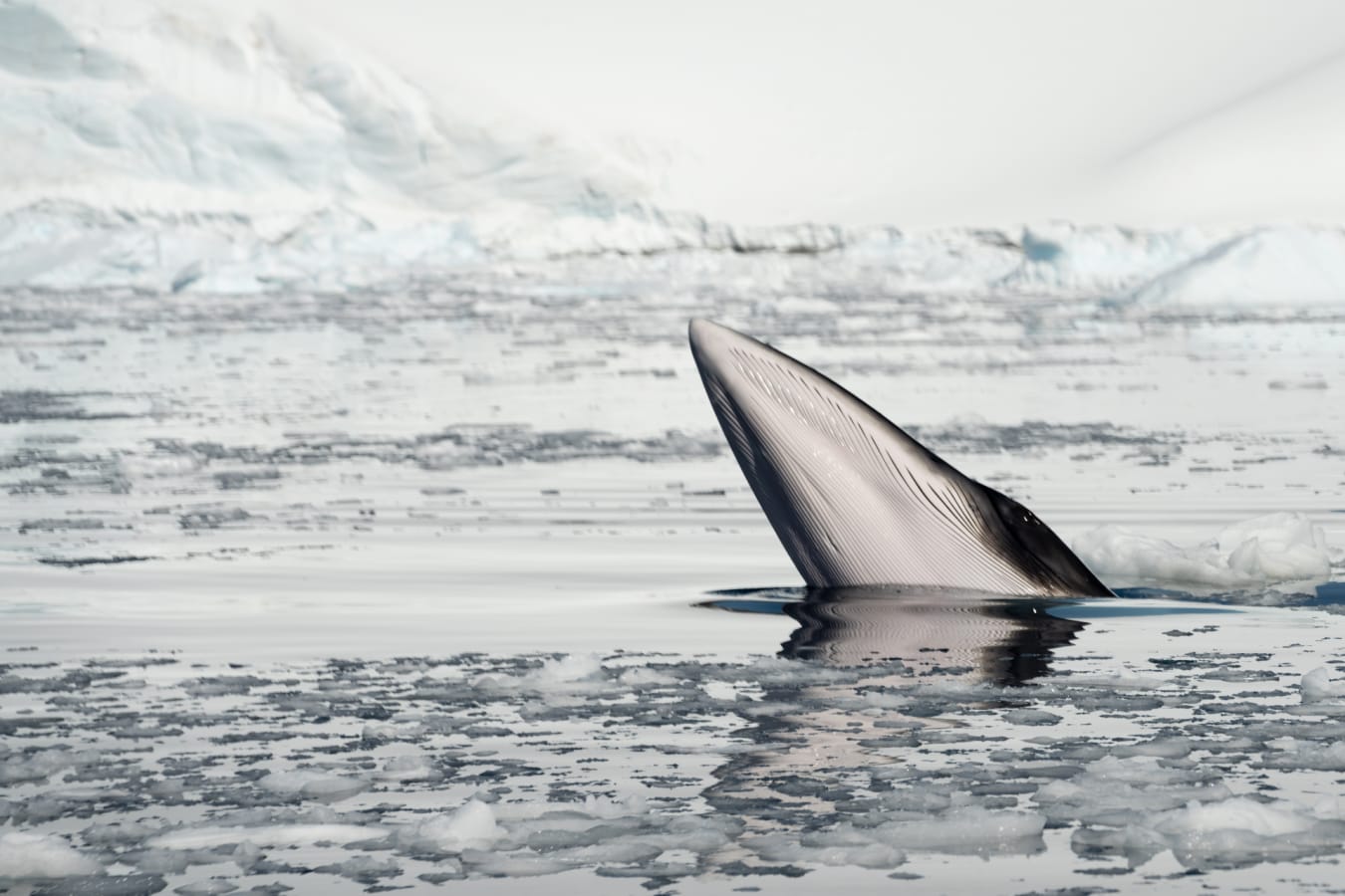 Minke whale 