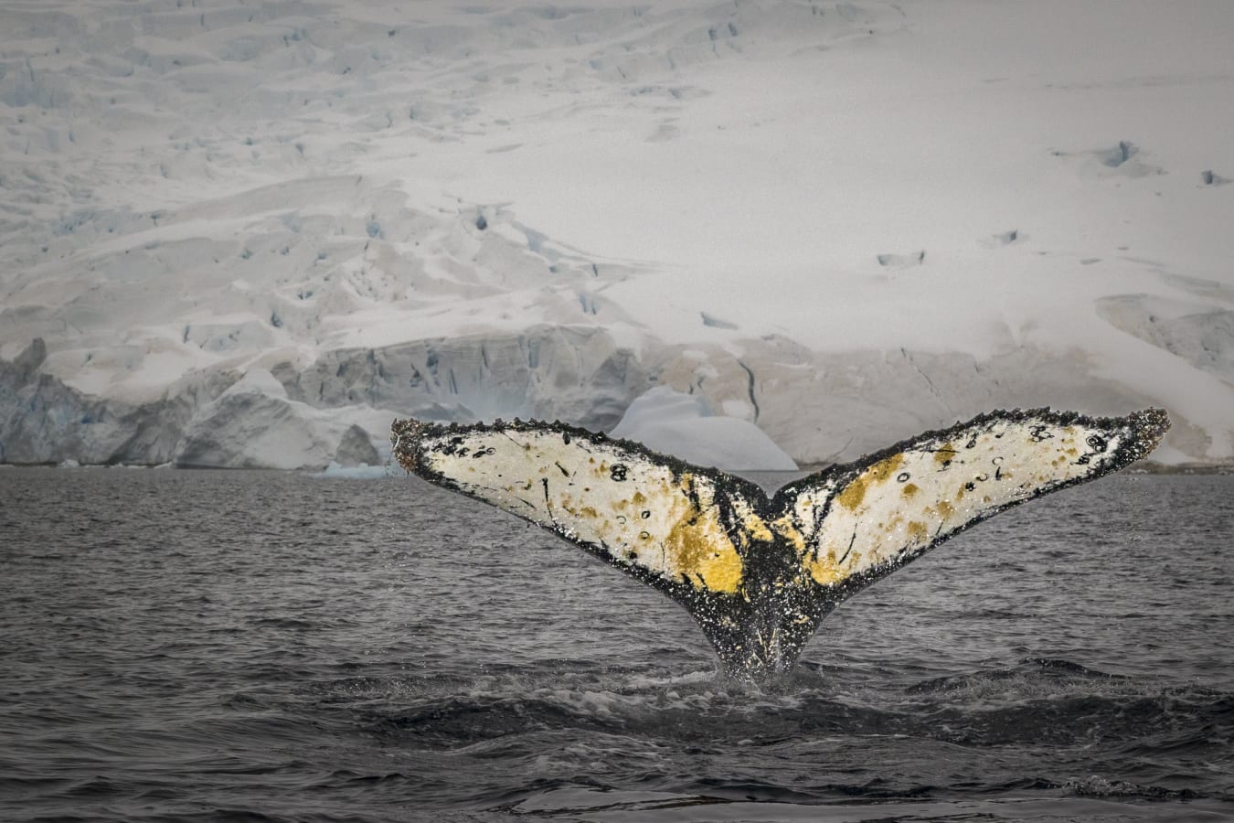 Humpback whale tail 