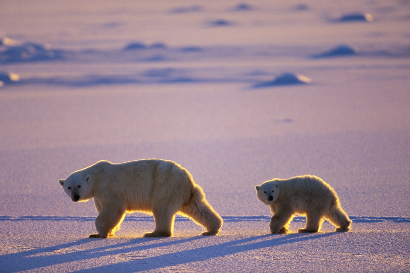 Polar Bear and Cub
