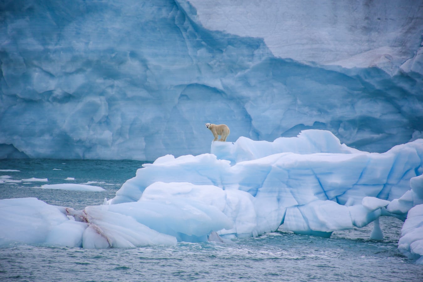 Polar Bear 