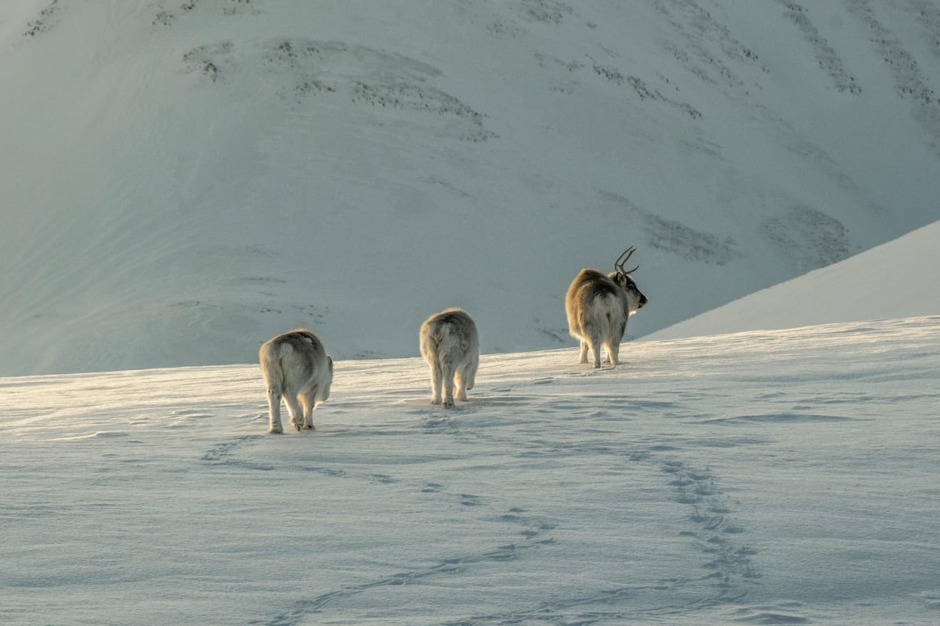 Reindeer 