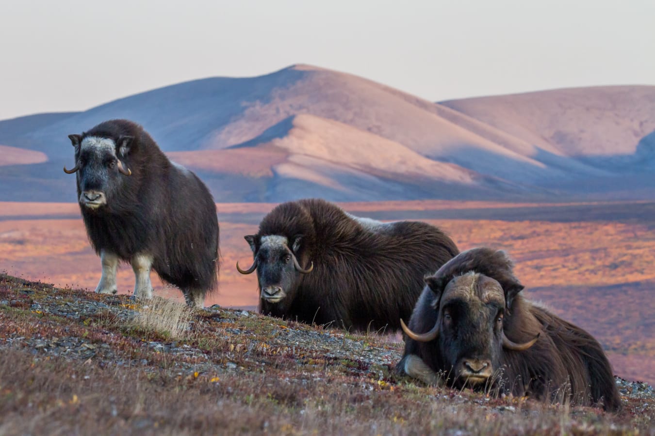 Musk Ox 