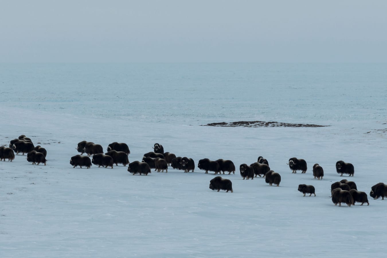 Musk Ox on Hirschel Island 