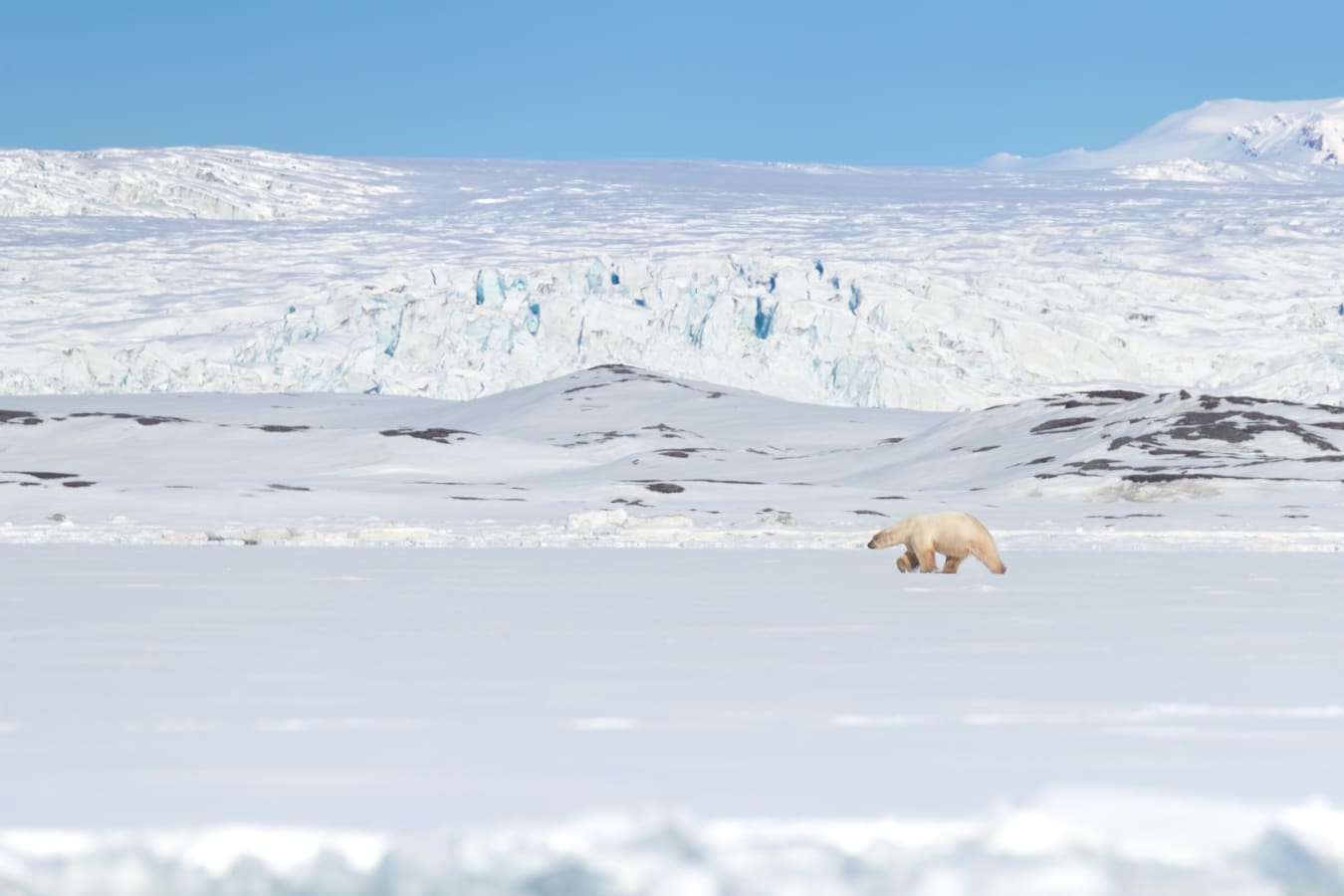 Polar bear in distance 