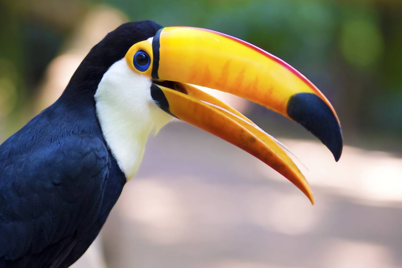Wildlife - Awasi Iguazu