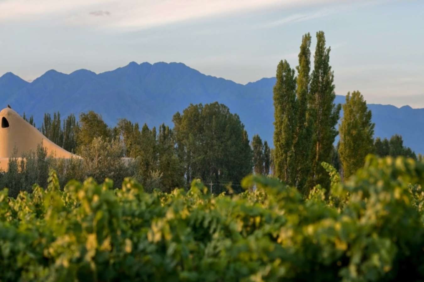 Vineyards - Cavas Wine Lodge