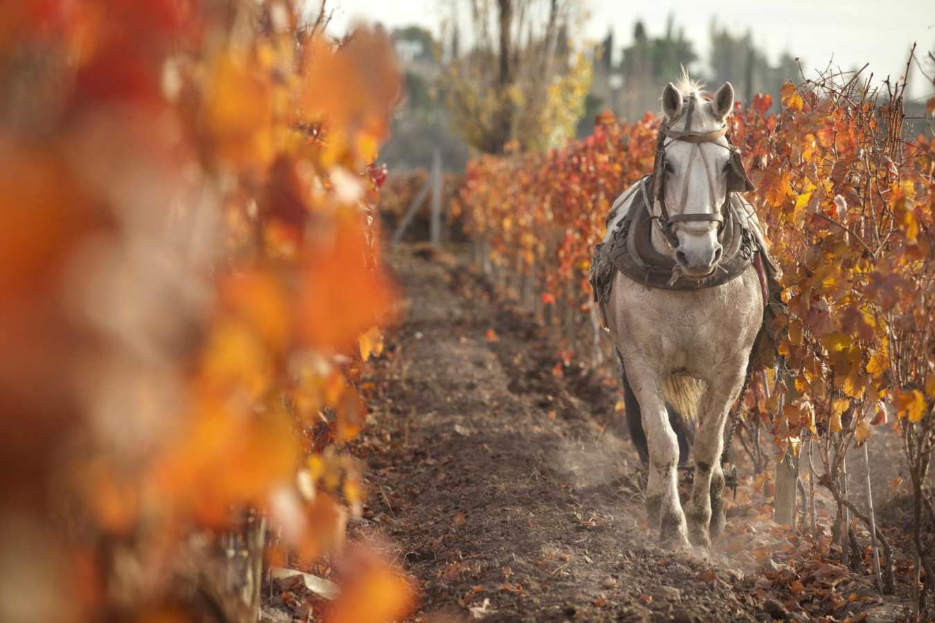 Vineyard Horse - Entre Cielos