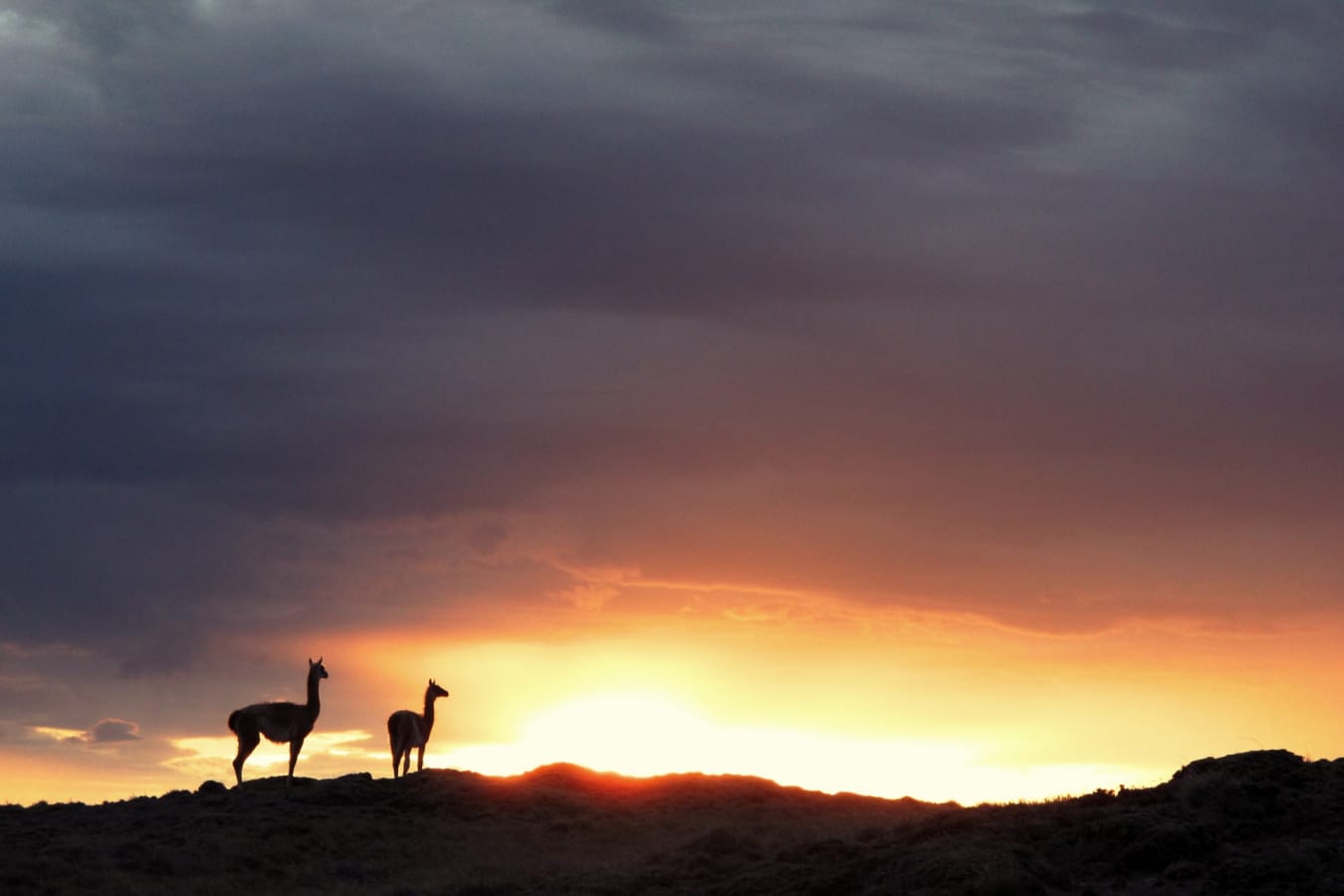 Vicunas - Eolo